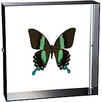 オオルリアゲハ　透明標本 416nTN2tl3L._AC_SY200_QL15_.jpg